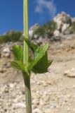 Valeriana alliariifolia. Часть побега. Адыгея, Кавказский биосферный заповедник, южный склон горы Оштен, исток р. Мутный Тепляк, субальпийский пояс, ≈ 2100 м н.у.м., каменистая осыпь. 30.08.2015.