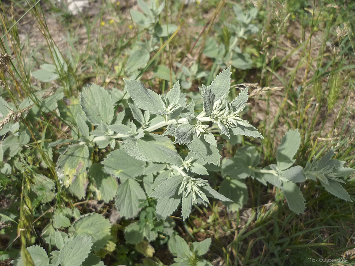 Image of Marrubium praecox specimen.