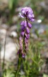 Polygala comosa. Верхушка цветущего растения. Кыргызстан, Нарынская обл., левый берег р. Нарын, долина руч. Бурган-Суу. 11.06.2015.