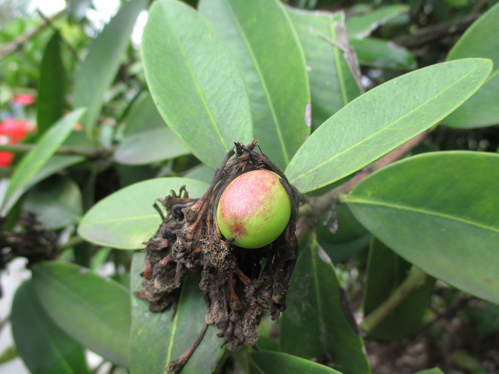 Image of Acokanthera oblongifolia specimen.
