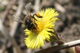 Tussilago farfara