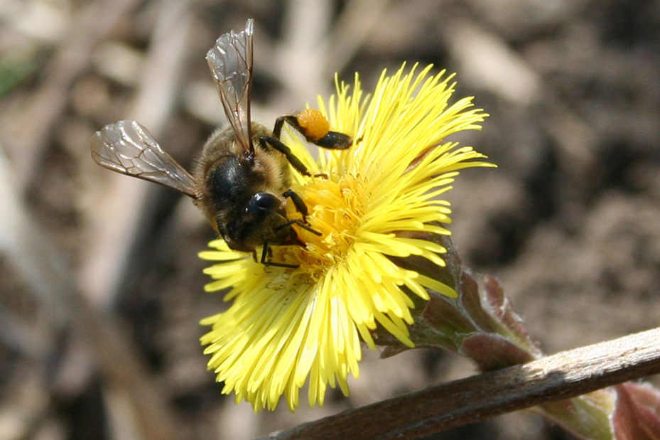 Изображение особи Tussilago farfara.