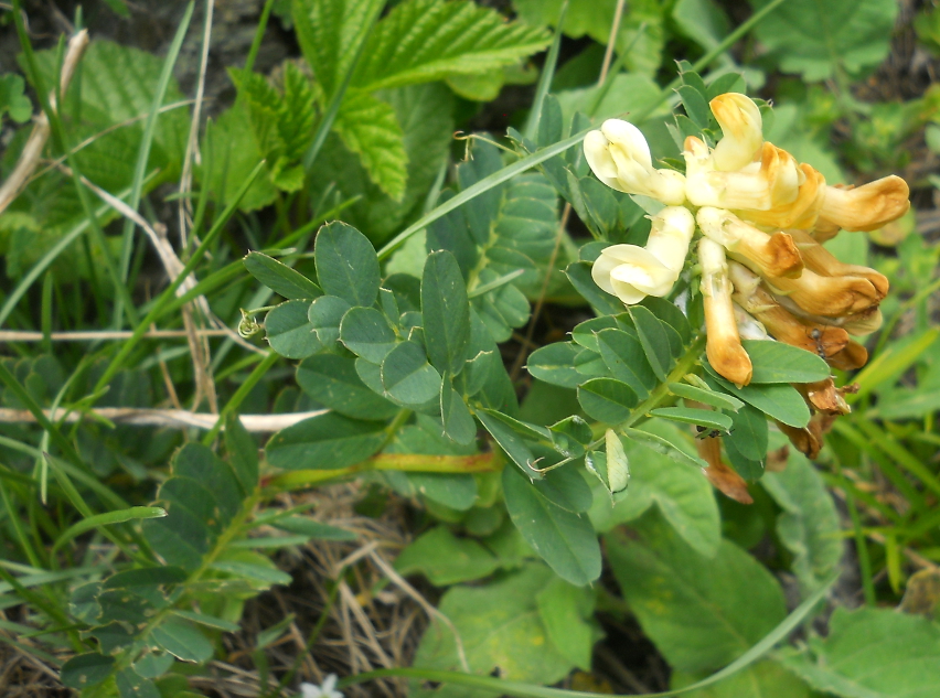 Изображение особи Vicia balansae.