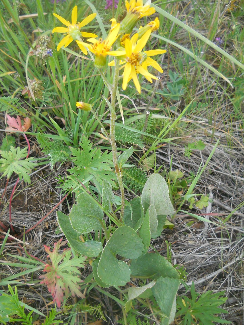 Изображение особи Ligularia narynensis.