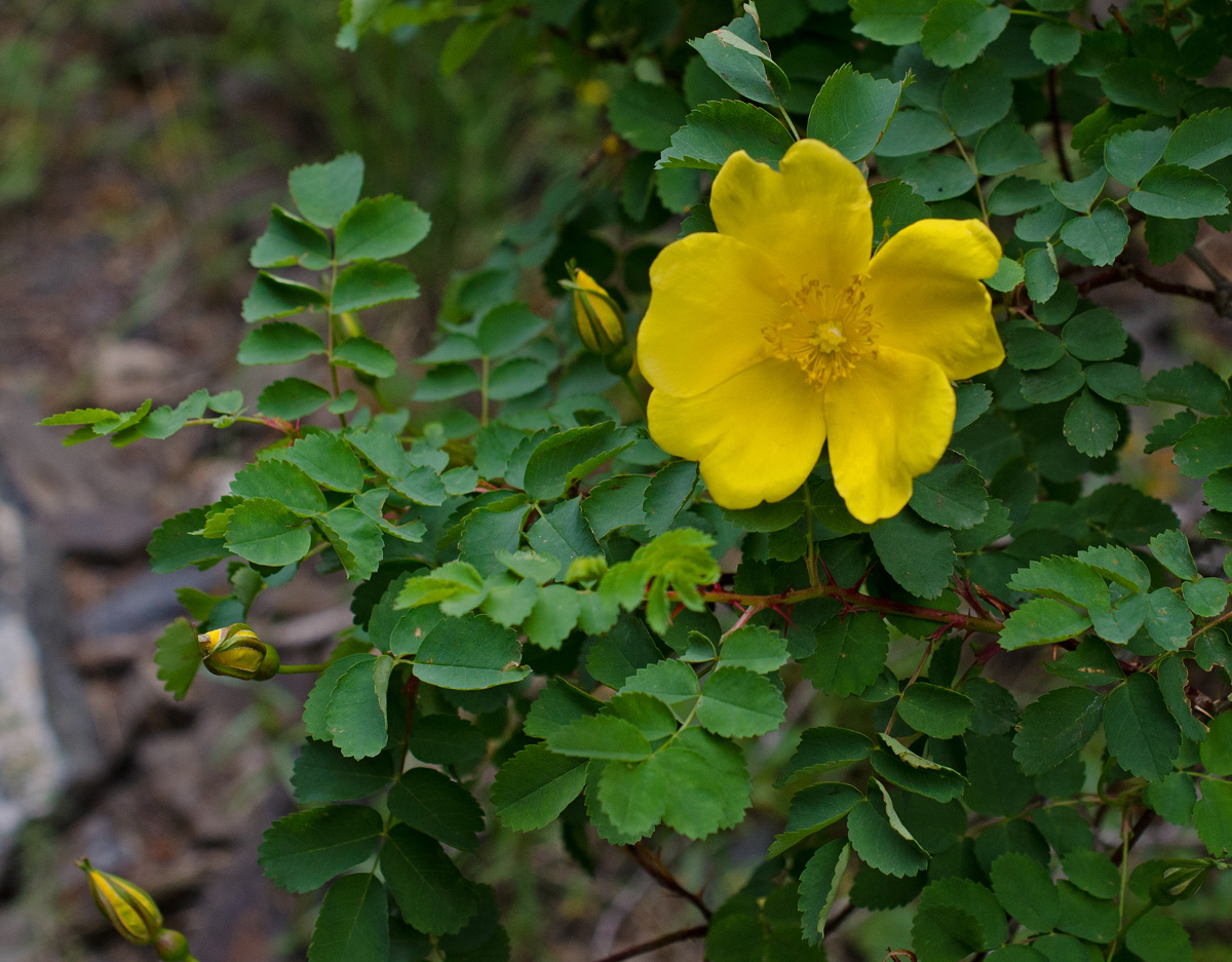 Image of Rosa platyacantha specimen.