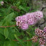 Spiraea salicifolia. Верхушки побегов с соцветиями. Приморский край, Уссурийский гор. округ, русло пересохшего ручья. 02.07.2008.