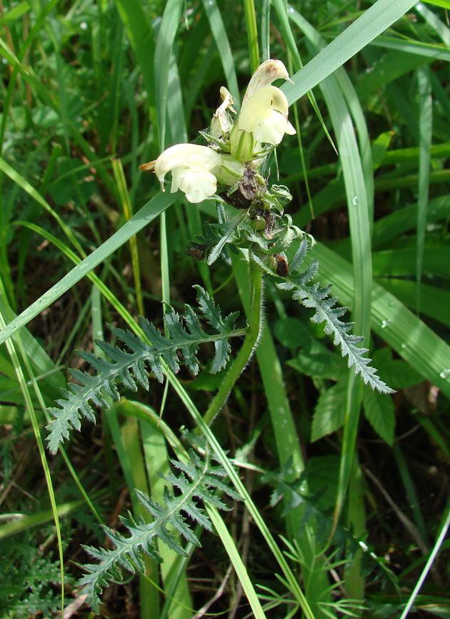 Изображение особи Pedicularis venusta.