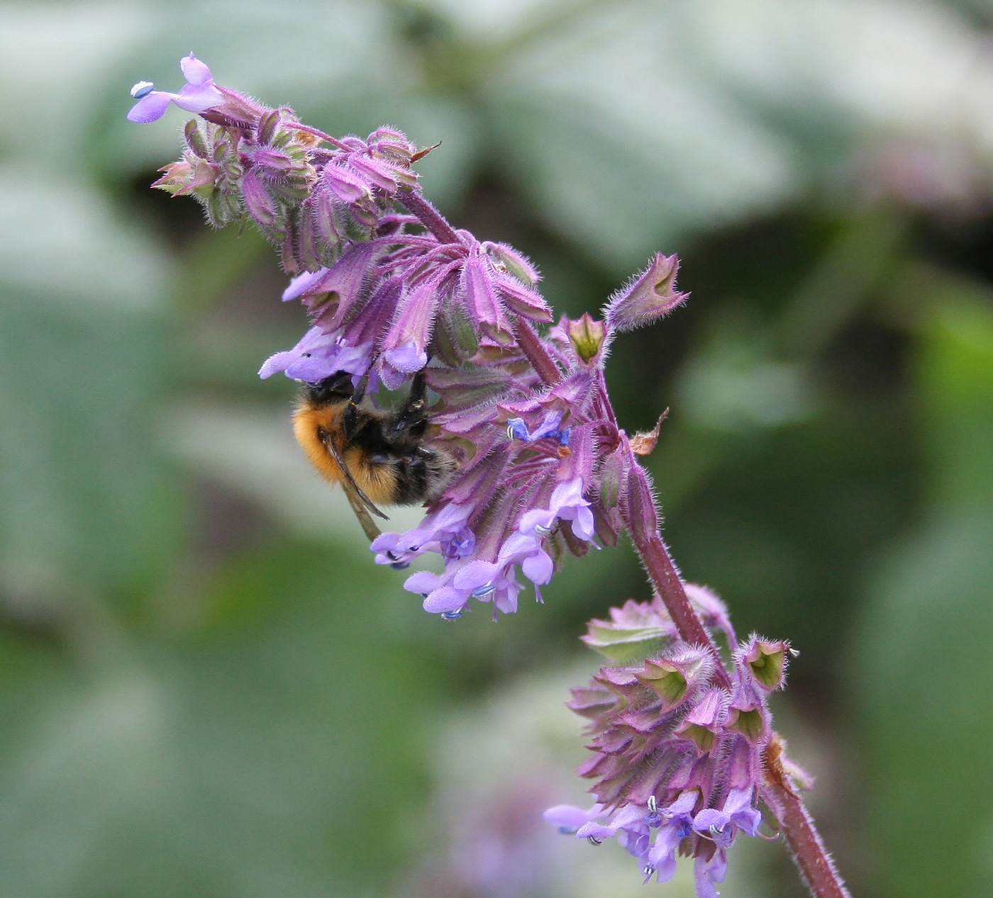 Изображение особи Salvia verticillata.