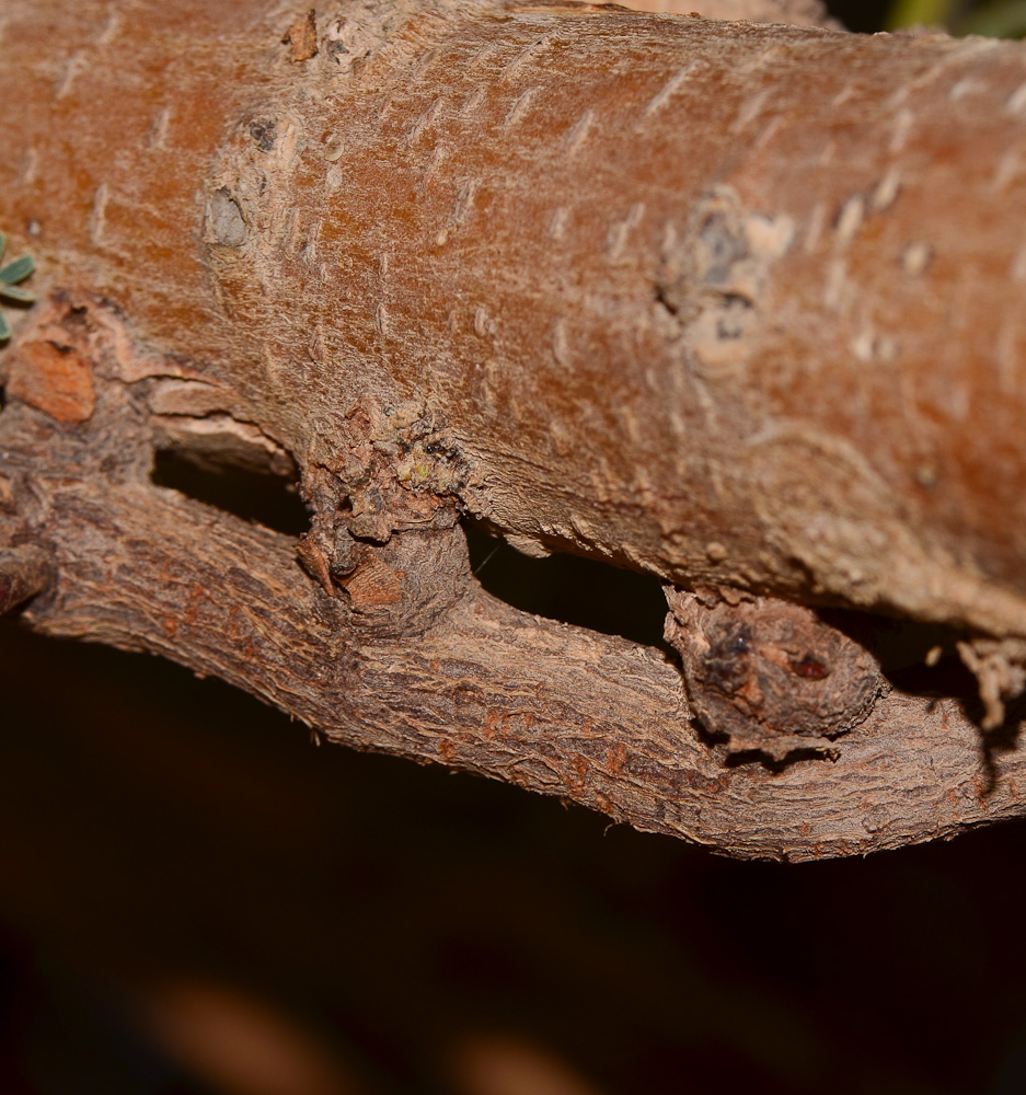 Image of Plicosepalus acaciae specimen.