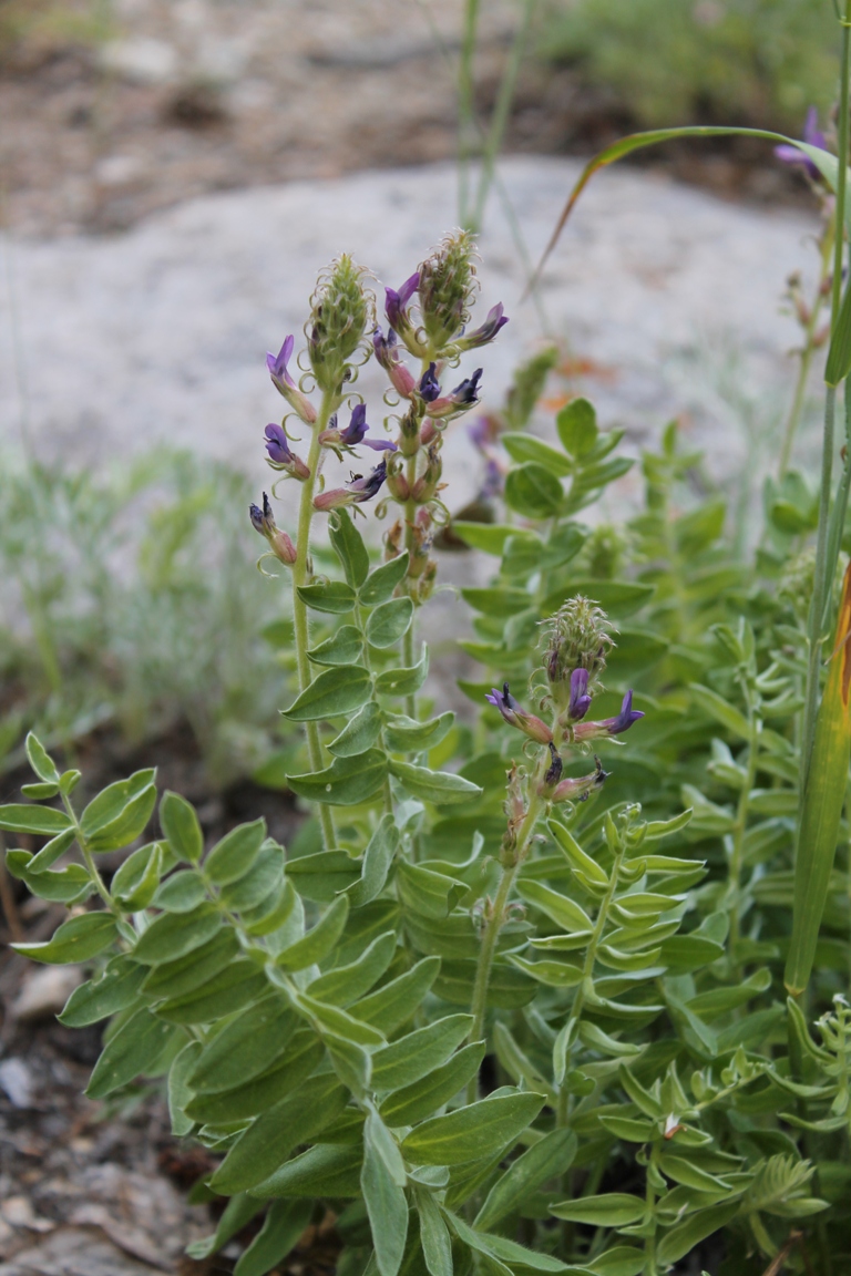 Изображение особи Oxytropis tompudae.