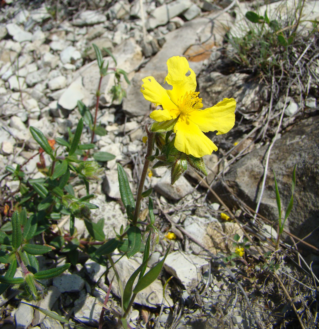 Image of Helianthemum ovatum specimen.