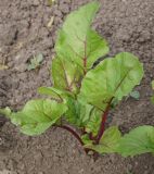 Beta vulgaris