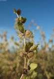 Atriplex sphaeromorpha. Верхушка побега с плодами. Астраханская обл., сев. берег оз. Баскунчак. 04.10.2009.