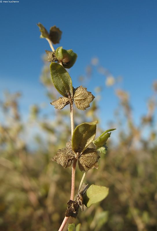 Image of Atriplex sphaeromorpha specimen.