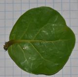 Coccoloba uvifera