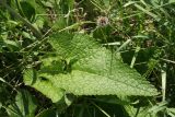 Phlomoides tuberosa