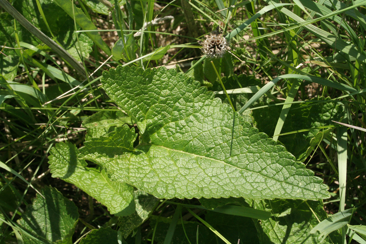 Изображение особи Phlomoides tuberosa.