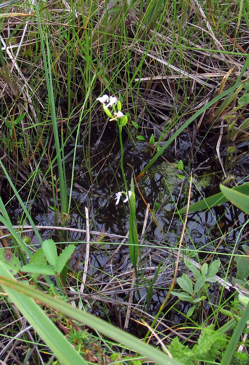 Изображение особи Amitostigma kinoshitae.