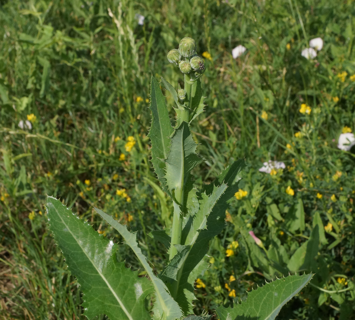 Изображение особи Sonchus arvensis ssp. uliginosus.