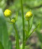 Ranunculus pedatus