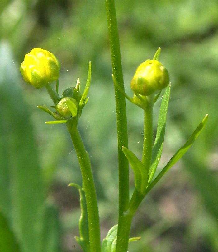 Изображение особи Ranunculus pedatus.