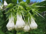 Symphytum officinale. Соцветие (белоцветковая форма). Нидерланды, провинция Гронинген, Харен, на обочине дороги. 14 мая 2006 г.