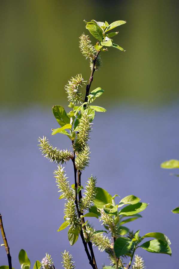 Изображение особи Salix caprea.