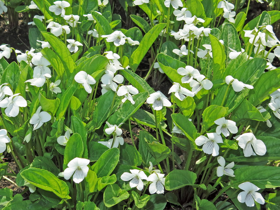 Image of Viola pacifica specimen.