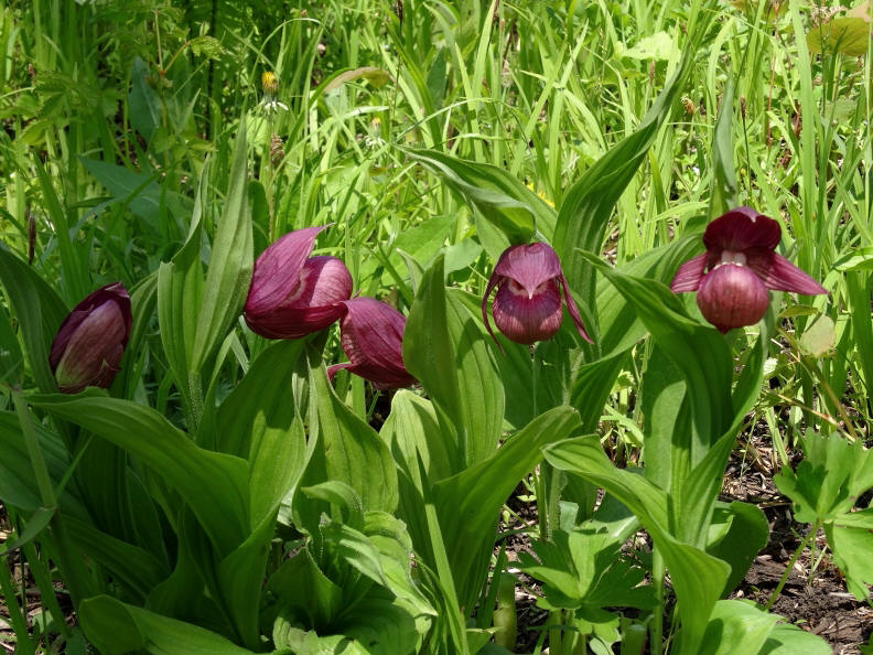 Image of Cypripedium macranthos specimen.