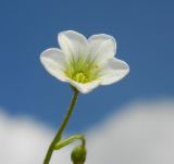 Saxifraga cespitosa