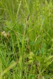 Carex acutiformis