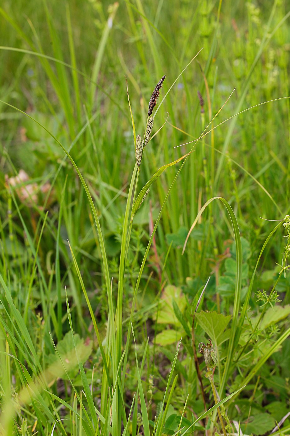 Изображение особи Carex acutiformis.