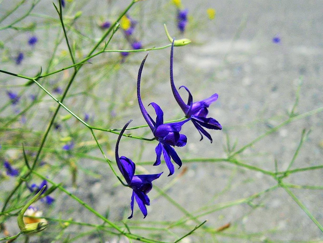 Image of Delphinium divaricatum specimen.
