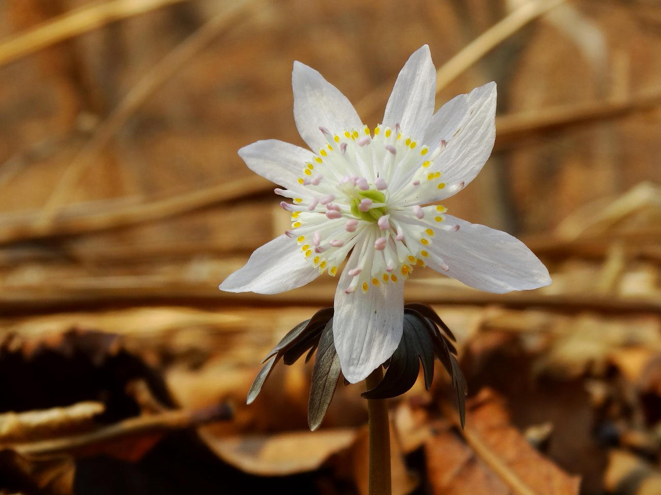 Image of Eranthis stellata specimen.