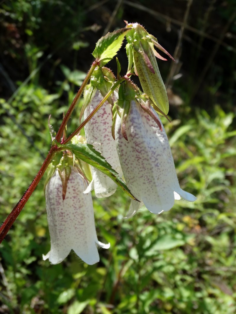 Image of Campanula punctata specimen.
