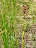 Anacamptis coriophora. Цветущее растение на лугу на песчаной террасе Северского Донца. Украина, Донецкая обл., окр. Святогорска. 16.06.2009.