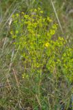 Euphorbia seguieriana