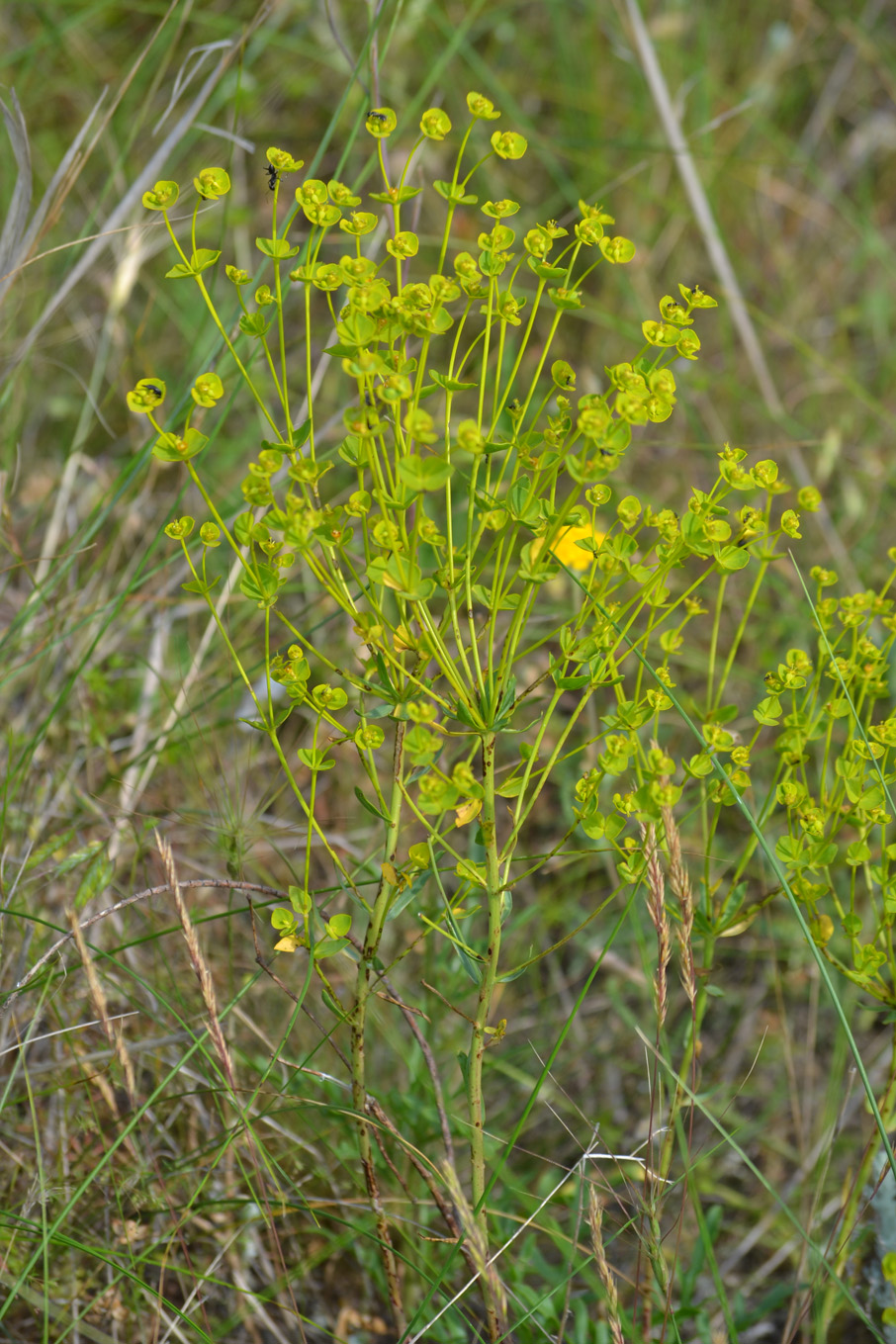 Изображение особи Euphorbia seguieriana.