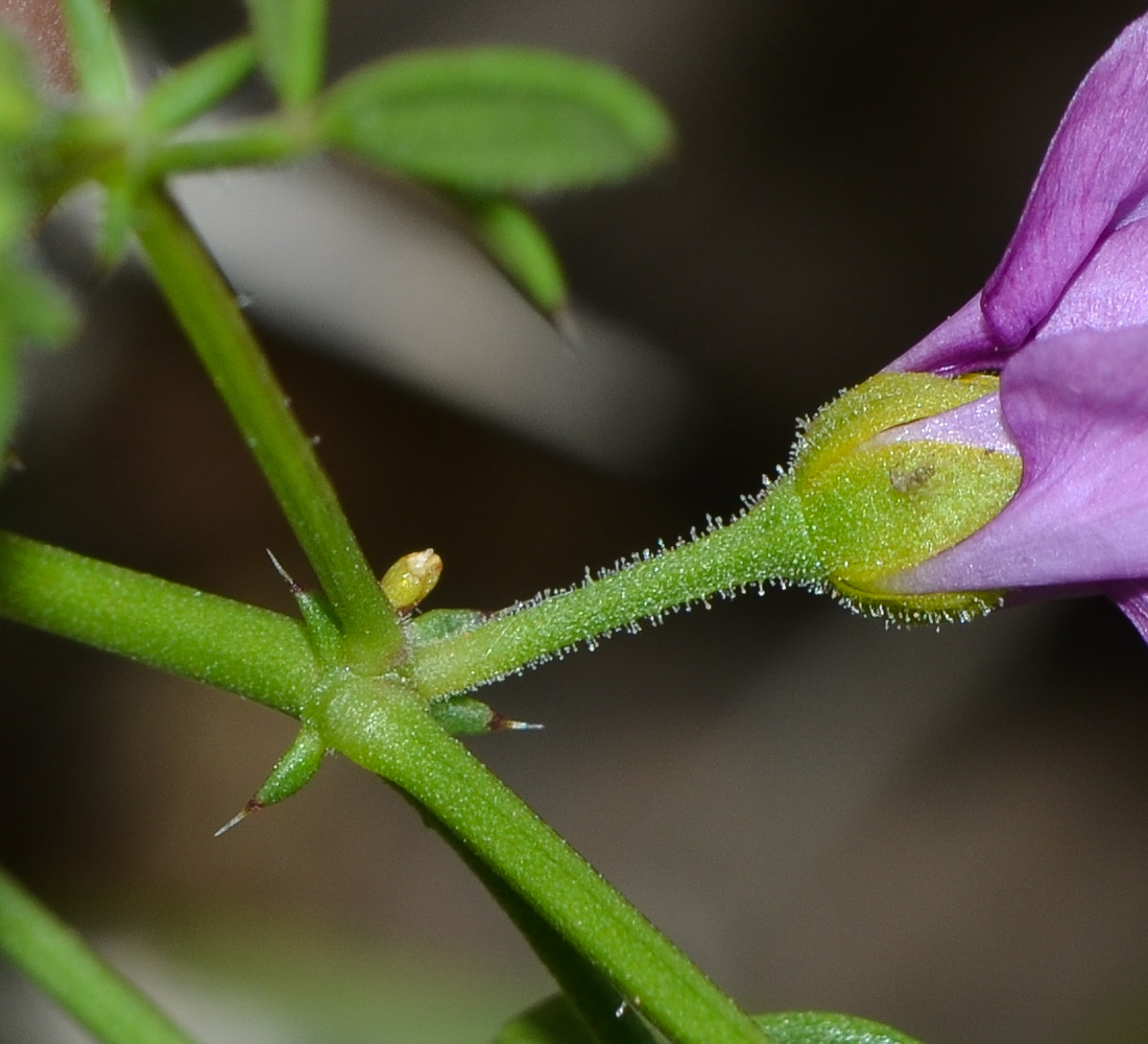 Image of Fagonia cretica specimen.