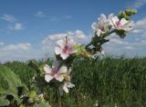 Althaea officinalis. Соцветие. Краснодарский край, м/о Анапа, окр. станицы Благовещенская, Витязевская коса, закреплённые пески. 03.07.2016.