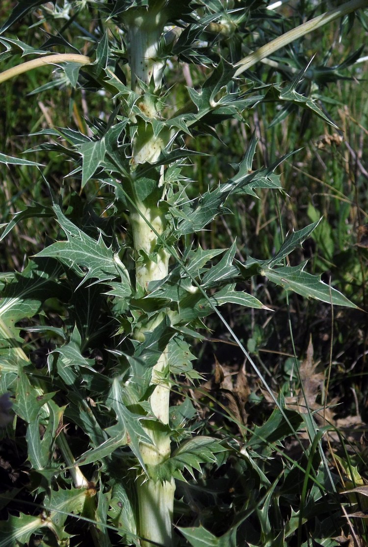 Изображение особи Eryngium campestre.