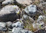 Cerastium alpinum. Цветущее растение среди валунов. Кольский п-ов, Кандалакшский берег Белого моря, каменистая коса. 24.06.2015.