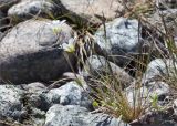 Cerastium alpinum