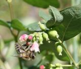 Symphoricarpos variety laevigatus