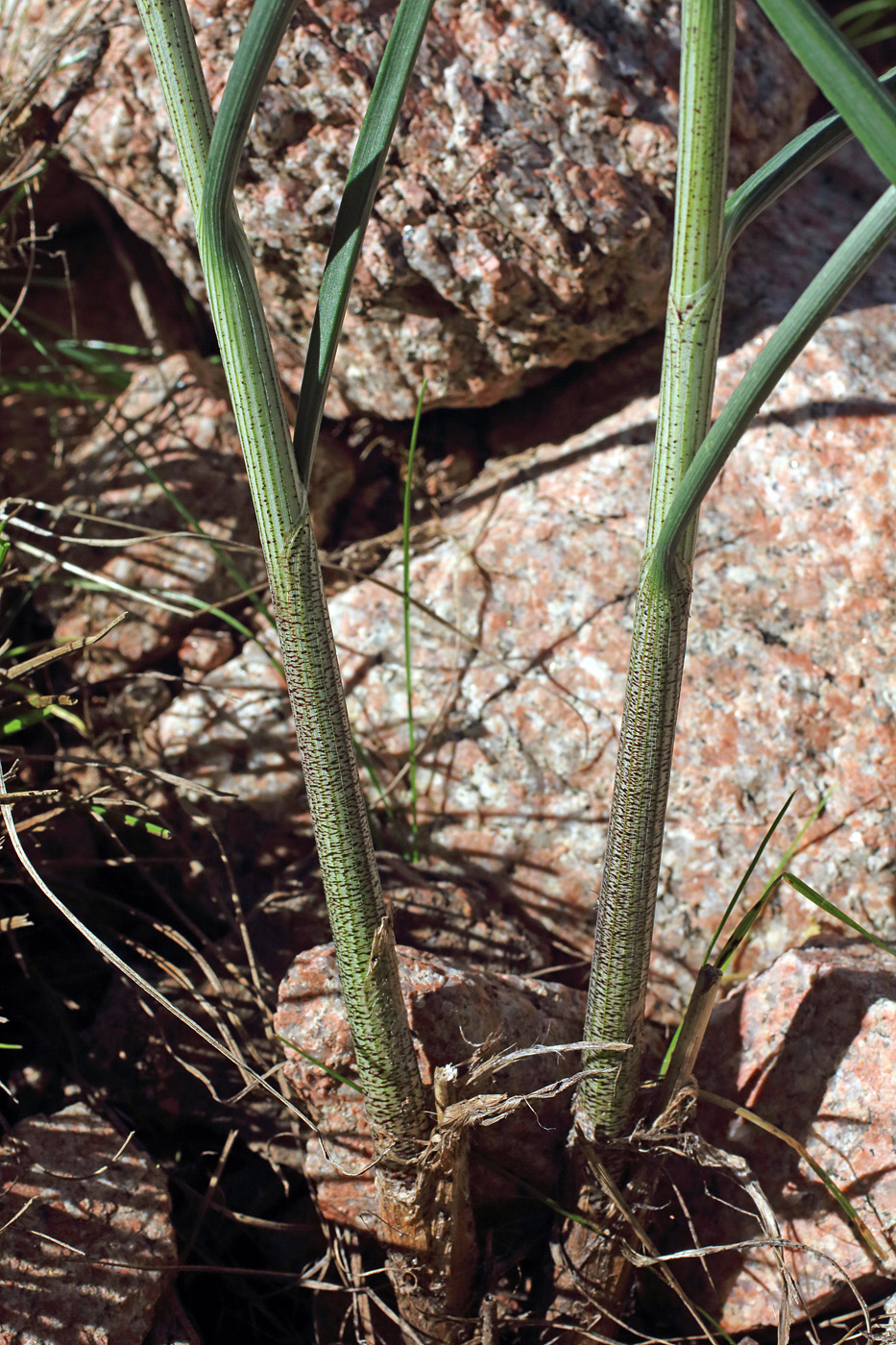 Image of Allium marmoratum specimen.
