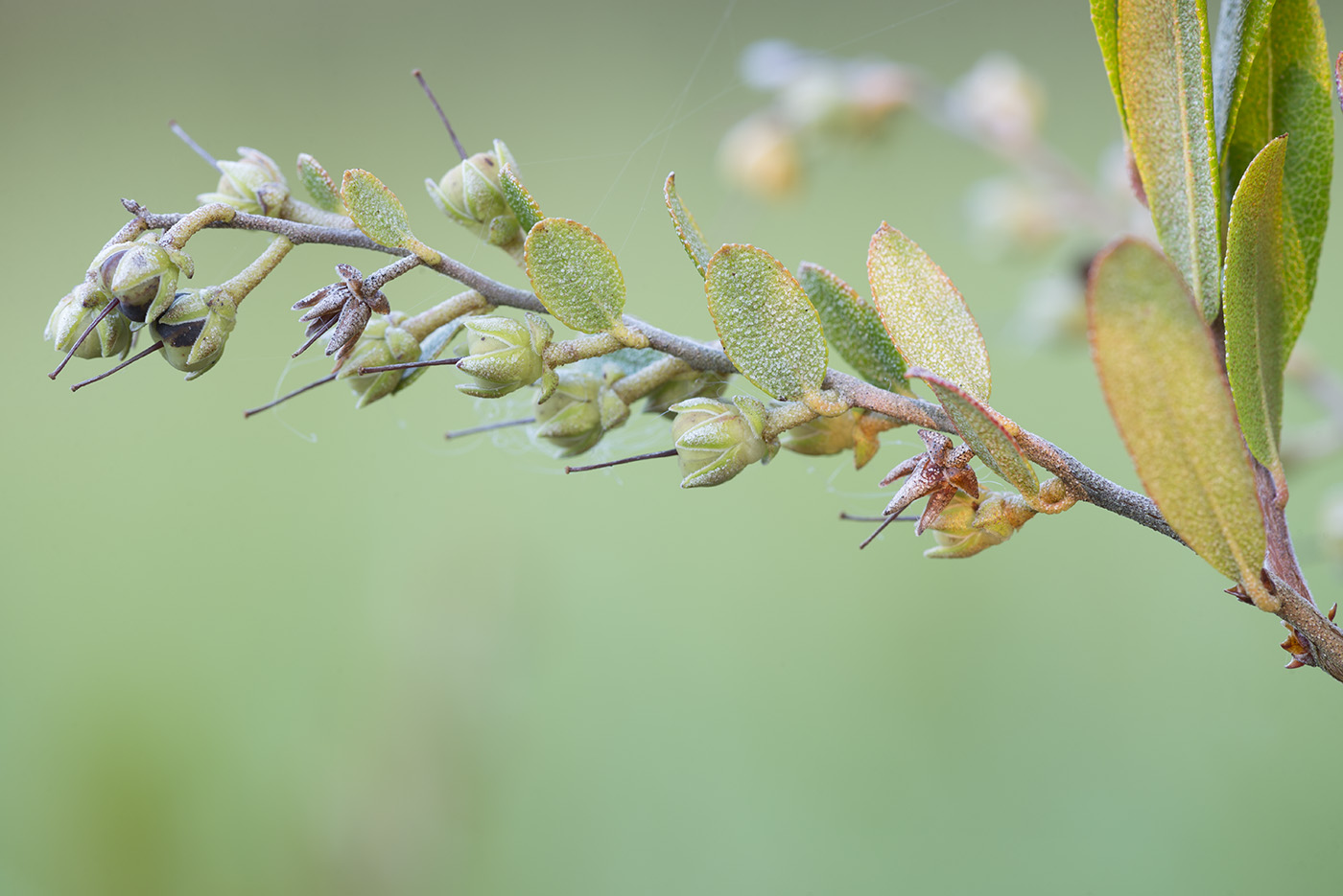 Изображение особи Chamaedaphne calyculata.