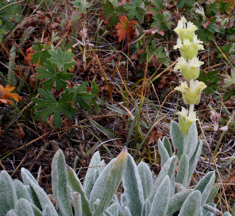 Изображение особи Sideritis catillaris.