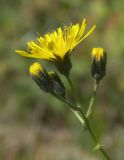 Hieracium leptoprenanthes