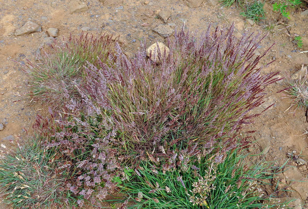 Изображение особи семейство Poaceae.