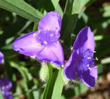 Tradescantia virginiana. Цветки. Узбекистан, г. Ташкент, пос. Улугбек. 07.05.2016.